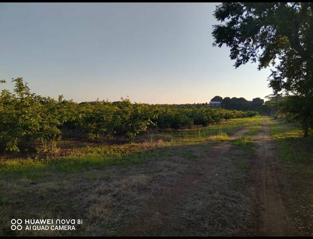 29HA FARM FOR SALE IN LEVUBU